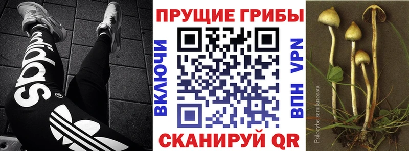 Псилоцибиновые грибы GOLDEN TEACHER  мега рабочий сайт  Елабуга 